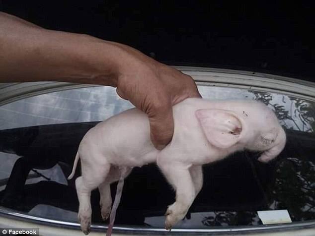 Piglet Born in Cambodia