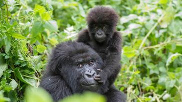 Rwanda-Gorillas