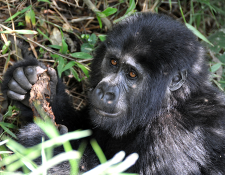see mountain gorillas on a self drive in uganda