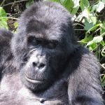 Moutain Gorilla biography
