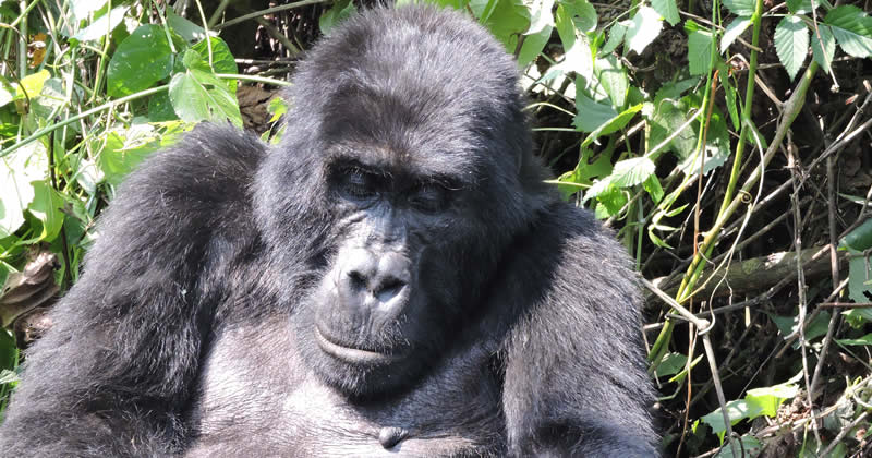 Moutain Gorilla biography