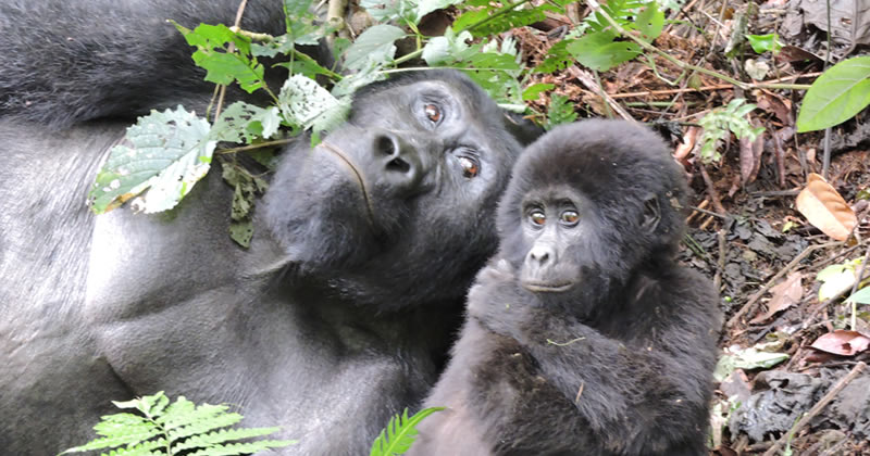 A mountain Gorilla with its young one