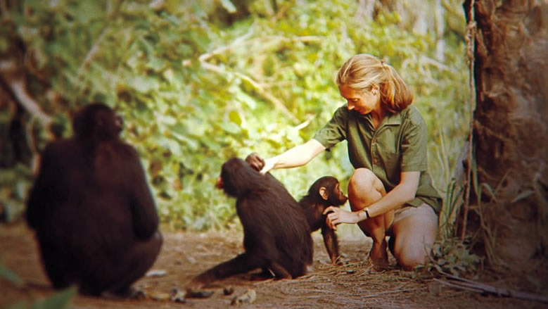 primatologist jane goodall