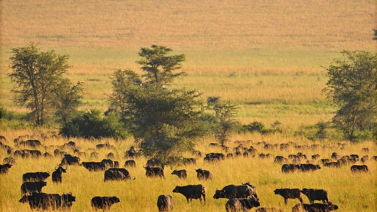 Kidepo National Park Wildlife